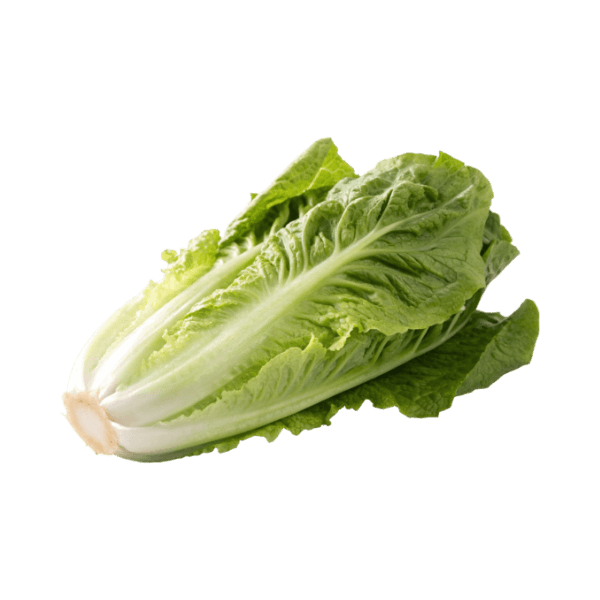 Lechuga Española